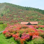 高峠つつじヶ丘公園(見頃5月初旬)